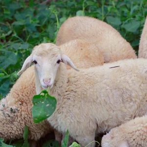 Cừu giống hay cừu thịt Phan Rang - Ninh Thuận