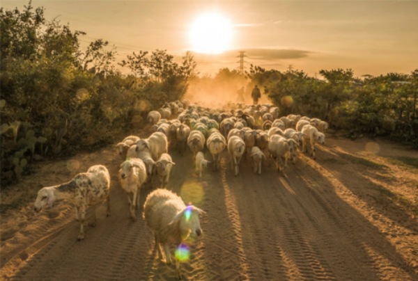 Mua cừu giống Phan Rang tại các đơn vị chăn nuôi uy tín ở Niinh Thuận