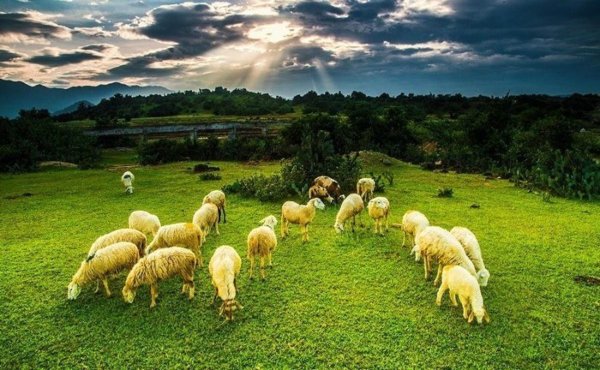 Nắng Gió - đơn vị bán cừu thịt uy tín chất lượng hàng đầu