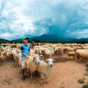 Cừu hơi Phan Rang - Ninh Thuận