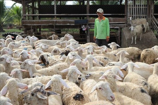 Giá thịt cừu hơi trên thị trường hiện nay