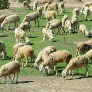 Mua cừu hơi tại các đơn vị chăn nuôi ở Ninh Thuận để đảm bảo chất lượng