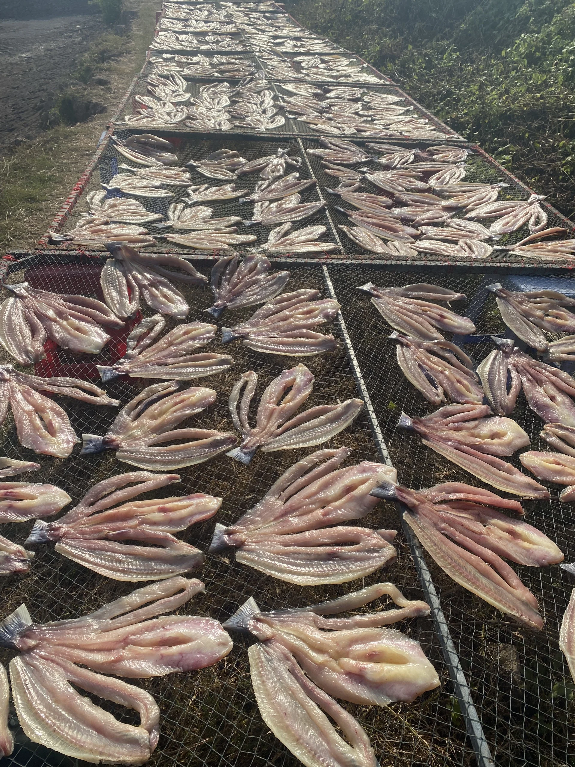 Khô cá dứa 1 nắng ảnh 2