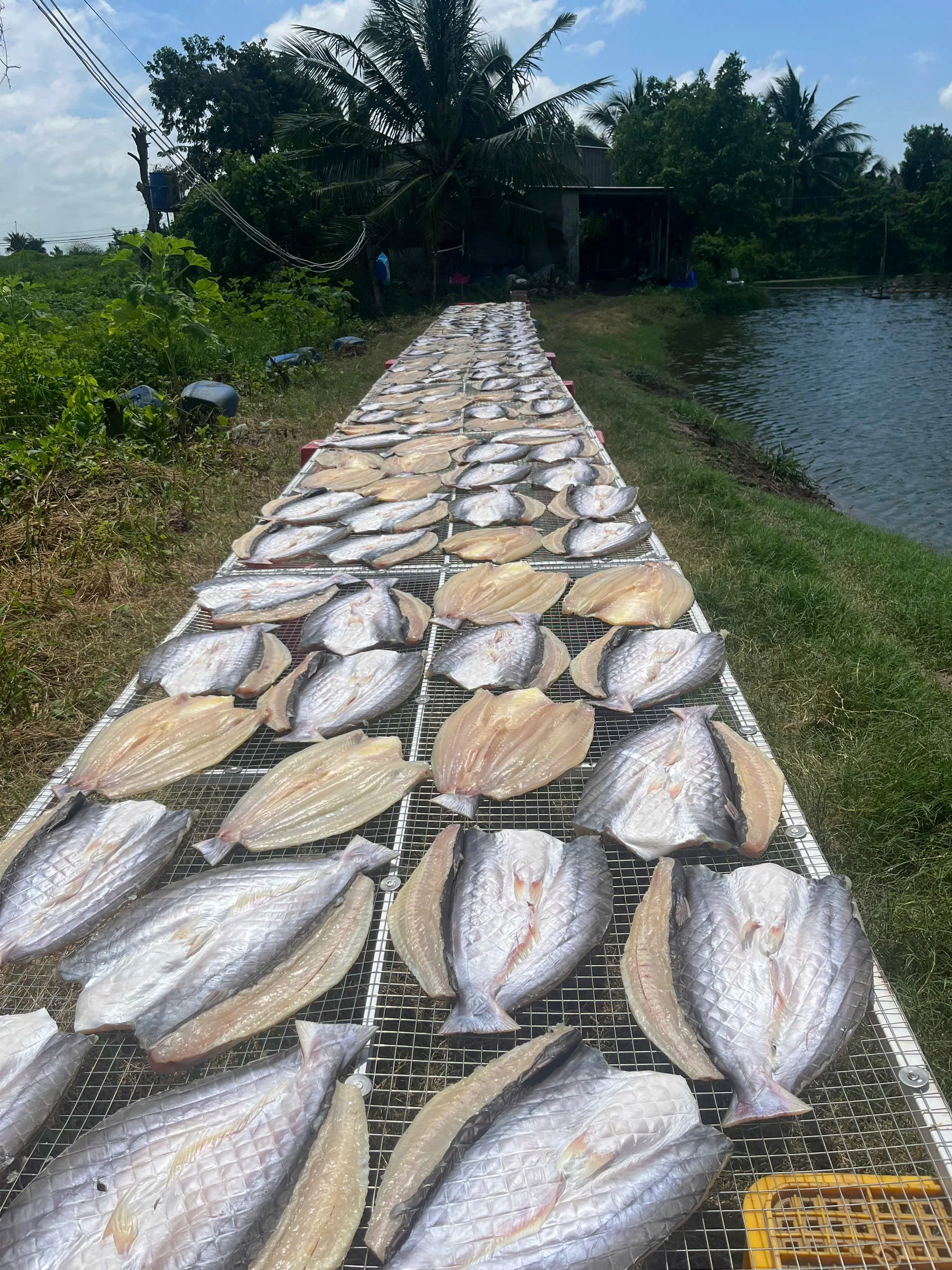 Khô cá dứa 1 nắng ảnh 3
