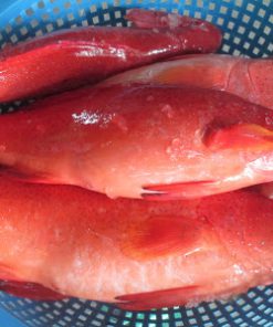 CÁ MÚ ĐỎ CHẤM XANH