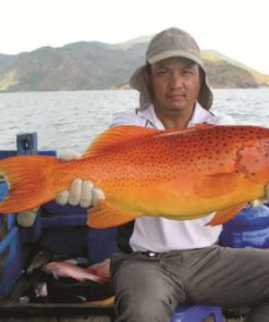 CÁ TO BỰ SIZE KHỦNG