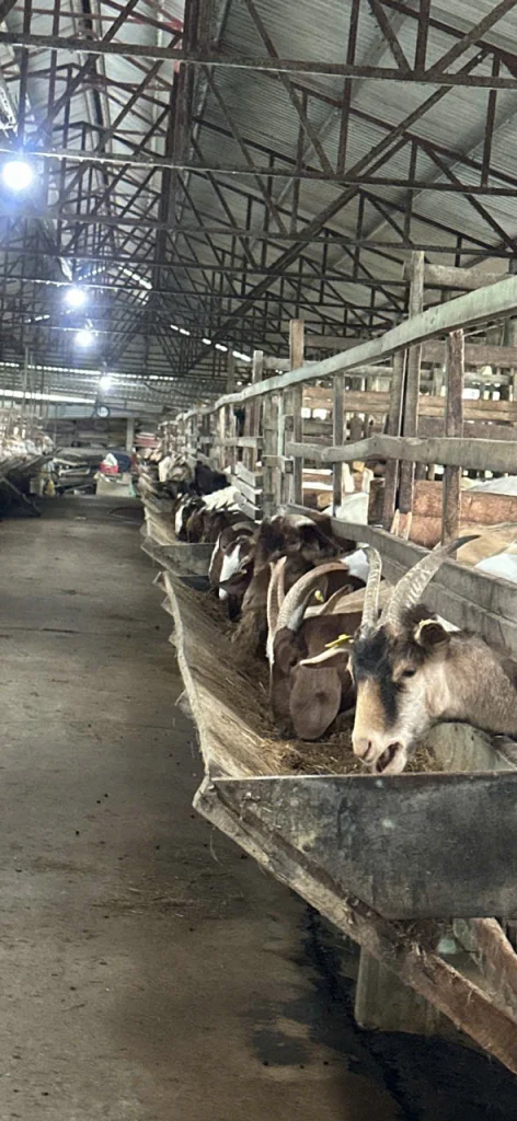 Trại dê chăn nuôi tập trung — nguồn thịt dê và sữa dê GMILK của Đặc Sản Nắng Gió