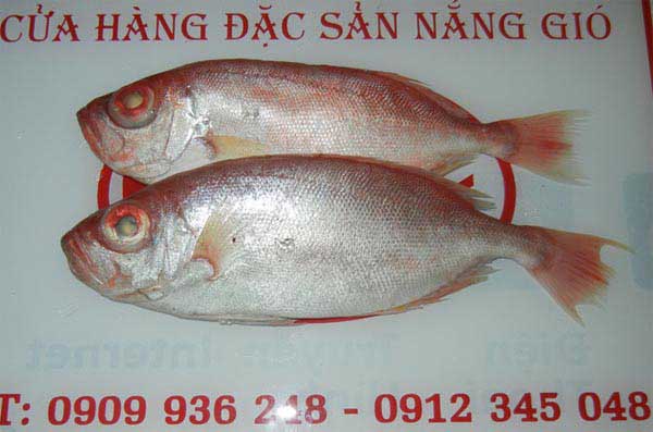 Cá bã trầu Ninh Chữ