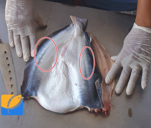 Mua khô cá dứa ở đâu hàng thật, đúng giá?