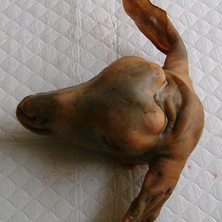 Đầu dê