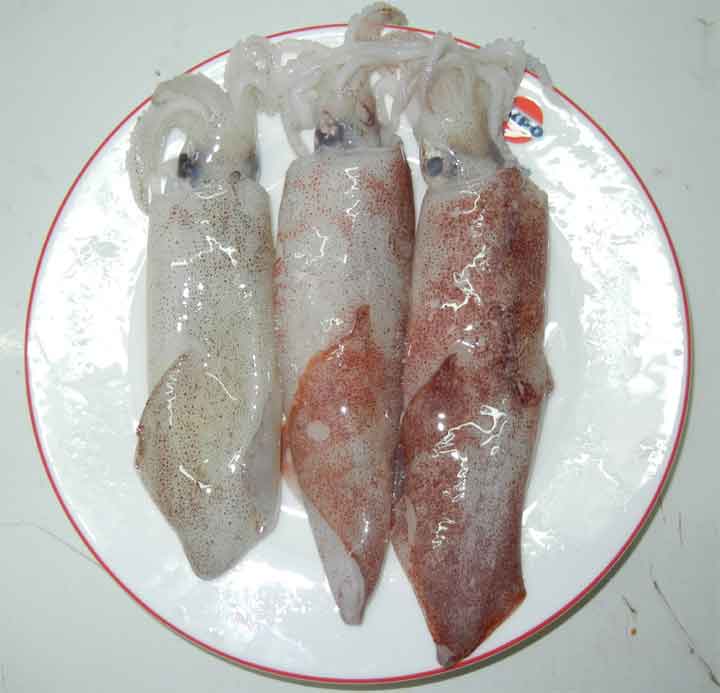mua mực ở đâu tươi ngon tại tphcm