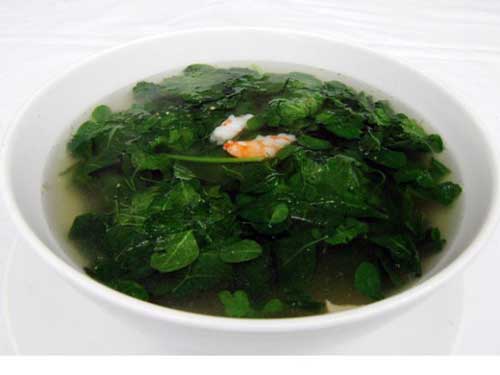 Mua hạt giống cây chùm ngây ở đâu tốt tại TpHCM, Hà Nội