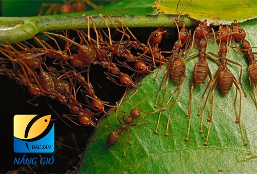 Cách làm muối kiến vàng - rang kiến và trứng kiến