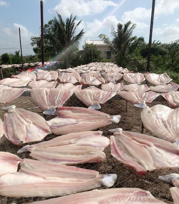 Phơi cá dứa 1 nắng